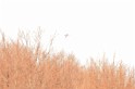 IMG_6599