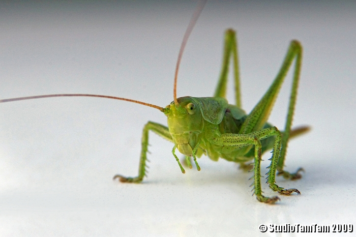 Cavalletta%20_%20Caelifera.jpg