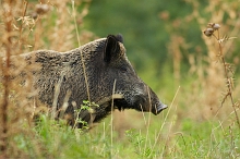Cinghiale