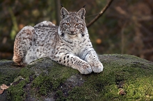 Lince
