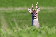 capriolo
