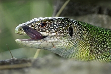 Ramarro