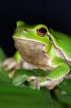 raganella