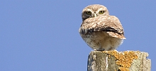 Civetta