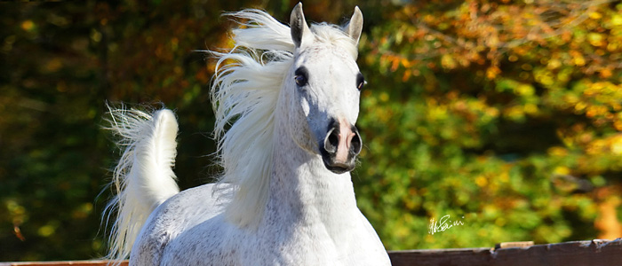 Woody Arabians