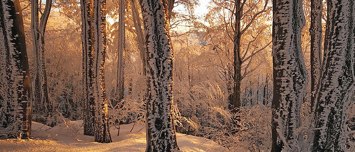 Parco Nazionale Foreste Casentinesi