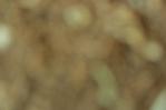 IMGB1824
