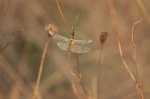 IMGB6172