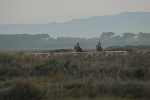 Mare