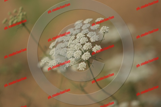 IMGB9084.JPG