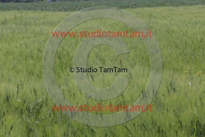 MAT_1394.JPG