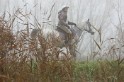 MAT_9164
