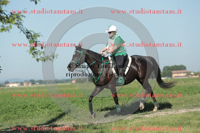 MAT_9313.JPG