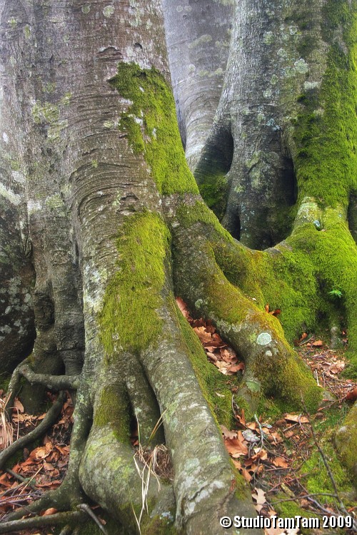 IMGB3909b.jpg - Bosco del Monte Penna - Tronchi di Faggio