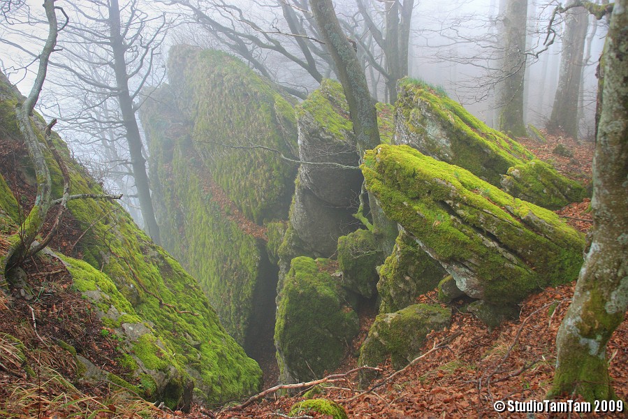 IMGB3931_b.JPG - Bosco del Monte Penna - Pietre nella nebbia
