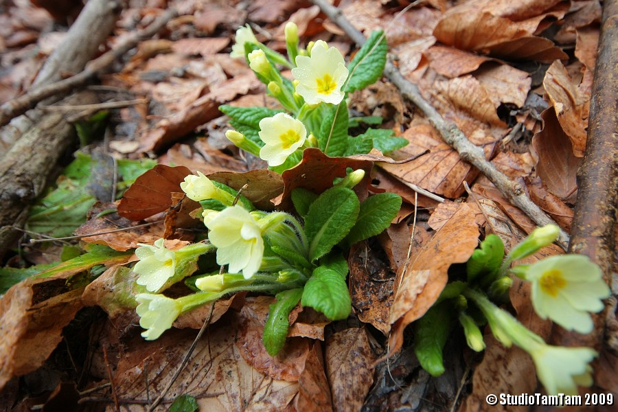 IMGB3935.JPG - Bosco del Monte Penna - Primula vulgaris