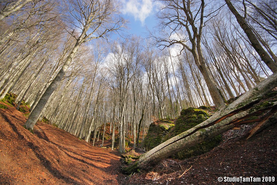 IMGB4086_c.JPG - Bosco del Monte Penna - Faggio Caduto