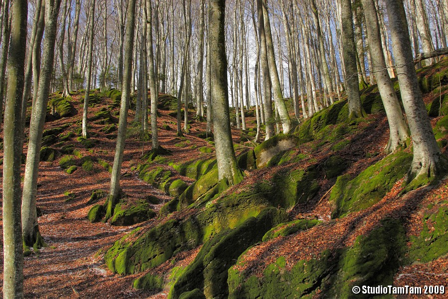 IMGB4090_b.JPG - Bosco del Monte Penna - Foglie e muschi