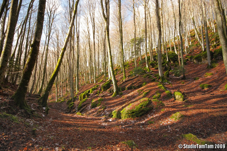 IMGB4097_b.JPG - Bosco del Monte Penna - Ombre luci