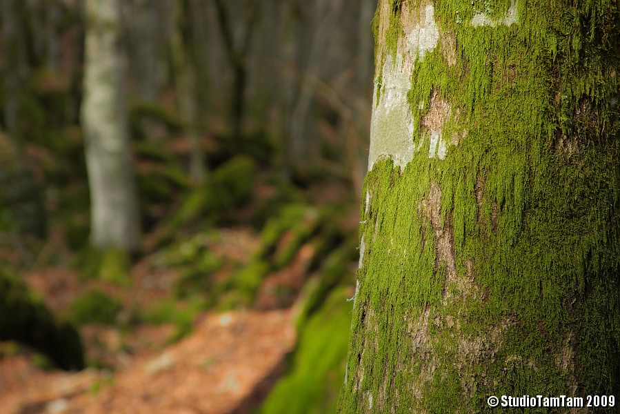 IMGB4128_c.jpg - Bosco del Monte Penna - Tronco e licheni
