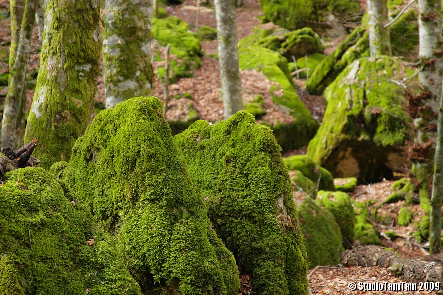 IMGB4131_b.JPG - Bosco del Monte Penna - Pietre sacre Foglie e muschi