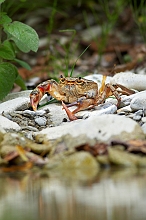 granchio_06