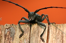 Cerambicide