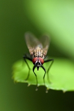 Dittero