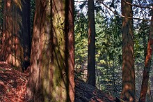 Sequoie